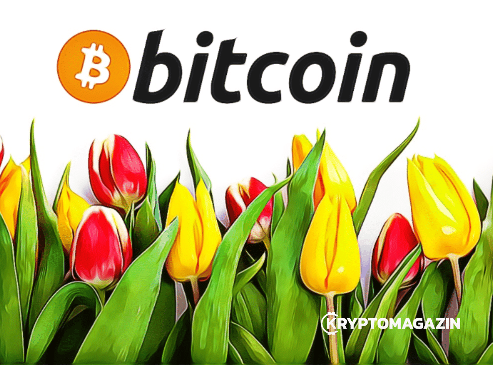 BTC tulipan