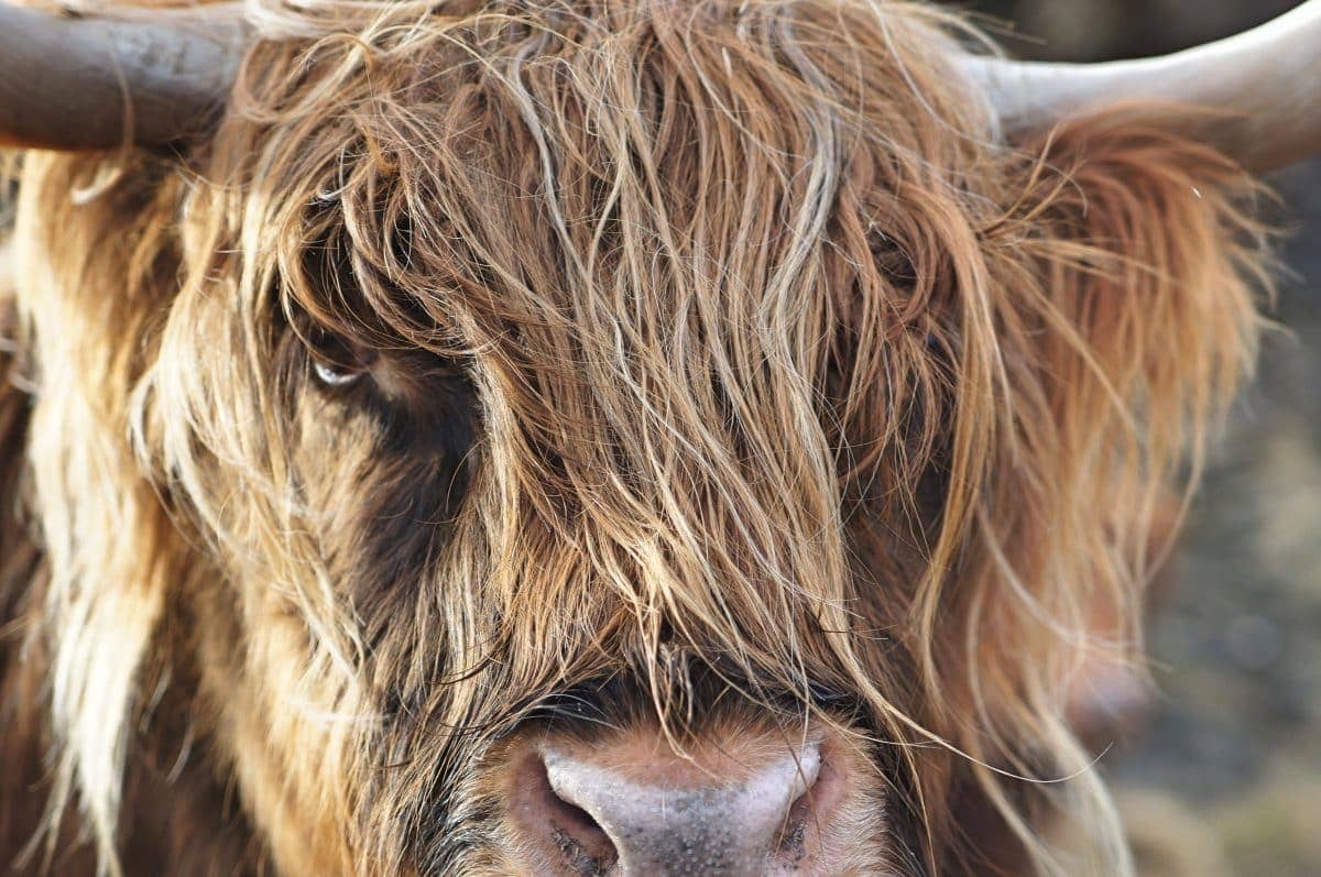 Čtyři důvody, proč nastane bull-run
