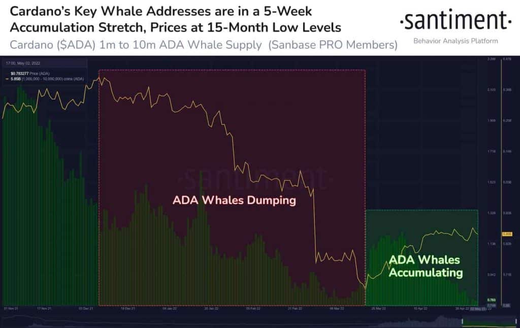 Cardano key whale addresses.