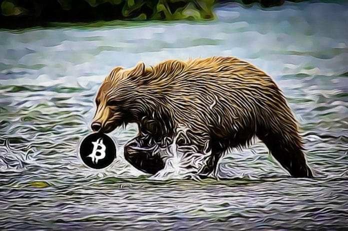 Medved Bitcoin