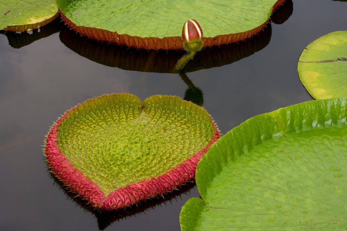 Amazon, prales, pohroma, srdce