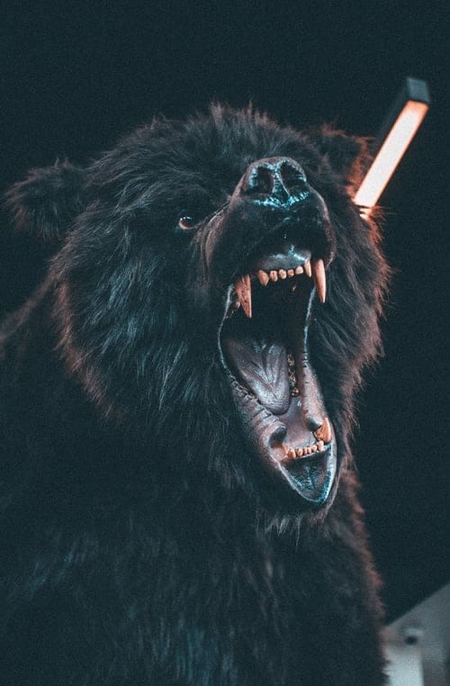 Když útočí medvědi – 2. díl