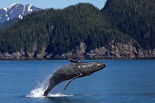 Investice bitcoinových velryb se právě teď nachází v zásadním bodě