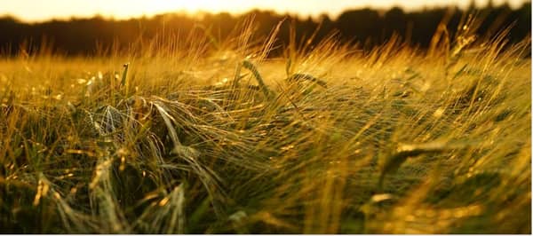 Yield Farming