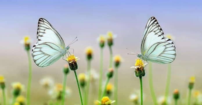 motyl