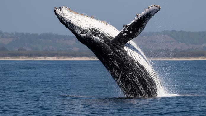 velryby whale kryptoměny akumulace