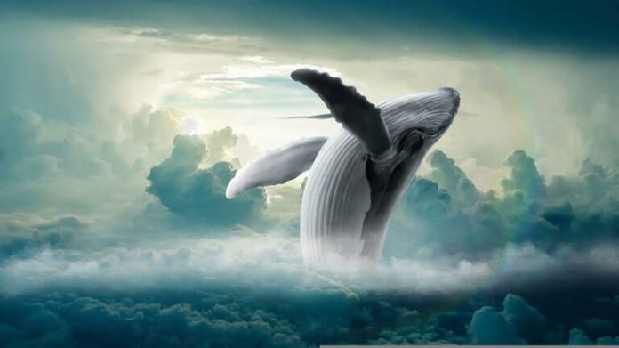 Velryby Cardano „vykupují dip“, protože maloobchodní zájem o ADA nabírá neočekávaný obrat