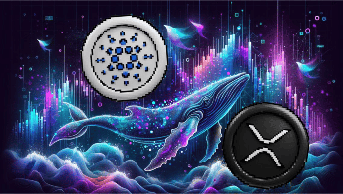 XYZ