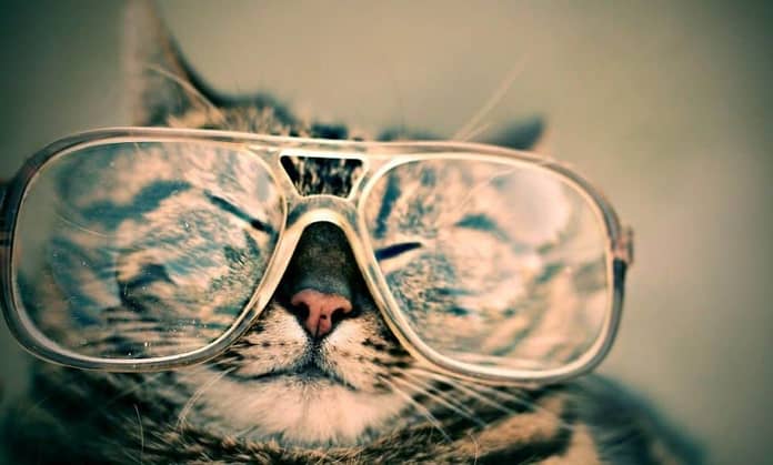 kocka cat bryle glass vyber prehled zpravy