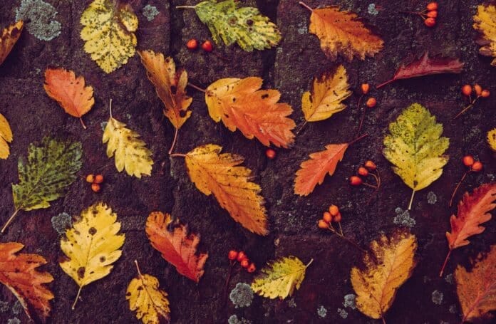listi podzim barvy kryptoměny