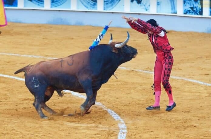 byk toreador bull