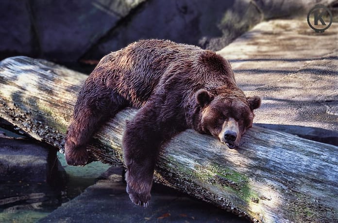 Medvědí trh by mohl trvat dalších 12 – 18 měsíců
