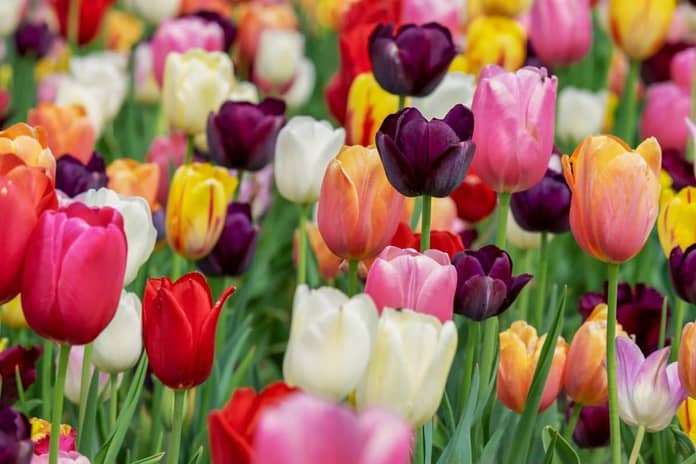 tulipány