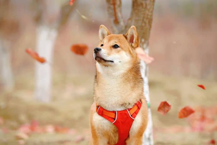 shiba inu pes podzim