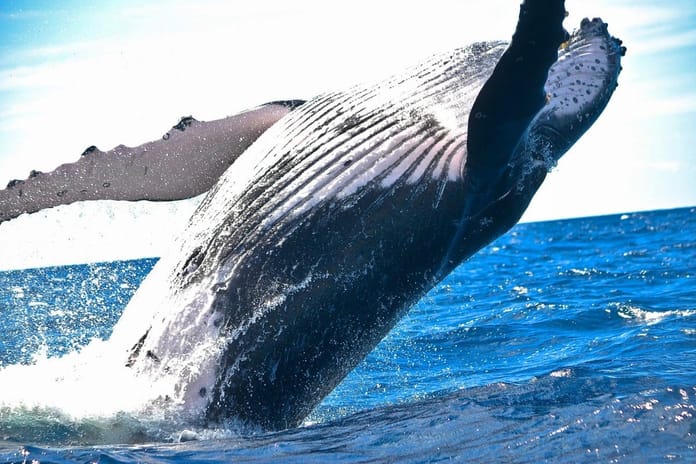 Velryby ve velkém přesouvají stablecoiny na burzy – co očekávat?