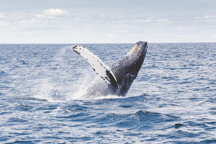 Co znamená hromadný exodus velryb z kryptoburz