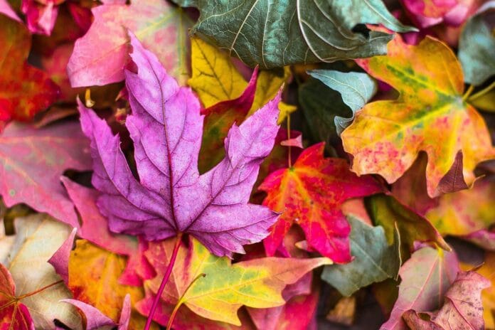 Deribit, colorful podzim listy barvy
