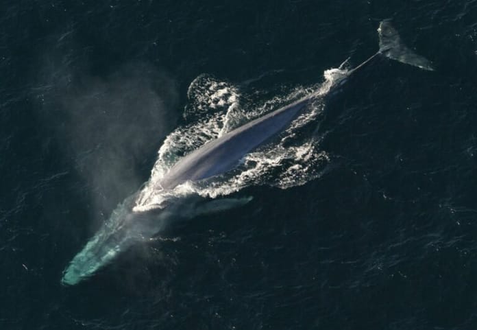 Velryby nyní přesouvají obrovské množství BTC