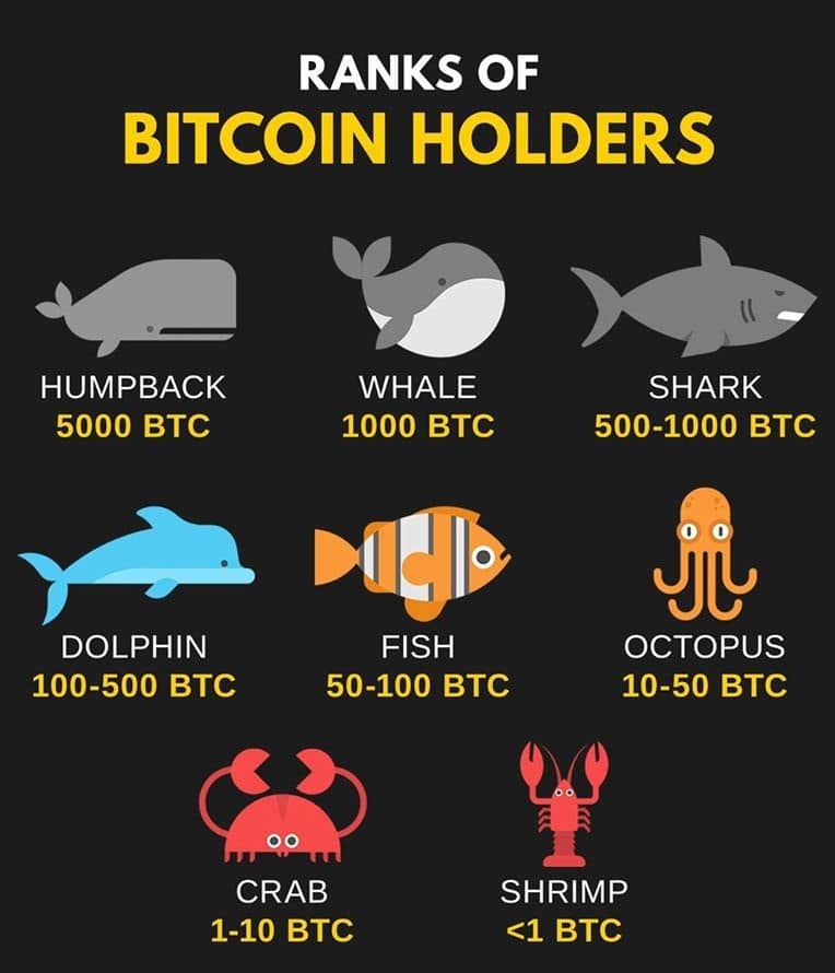 Rozdělení bitcoinových hodlerů podle velikosti peněženky (zdroj: facebook / KryptomagazinCZ).