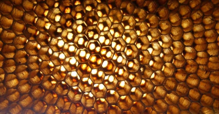 Hive, úl