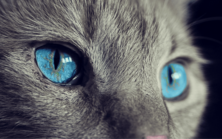 zvire oko pohled kocka cat eye