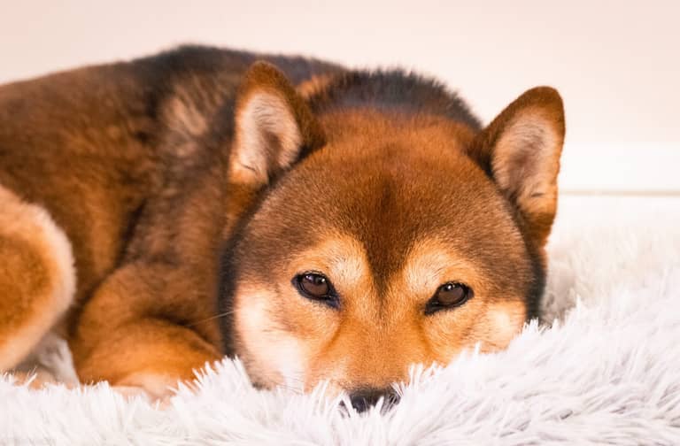 shiba-inu