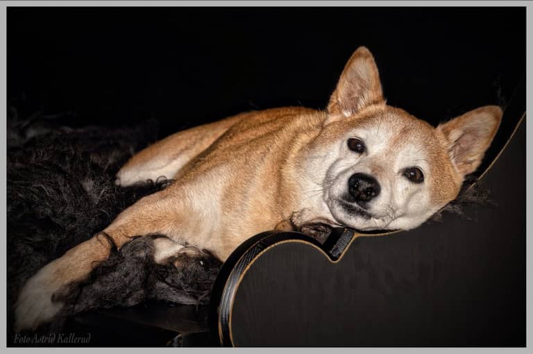 Tým Shiba Inu varuje před podvody
