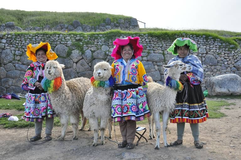 lama alpaka jizni amerika latinska