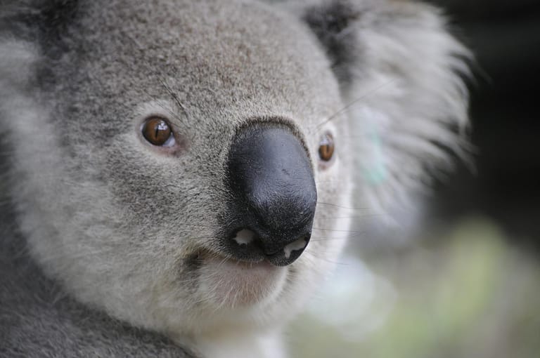koala, Austrálie
