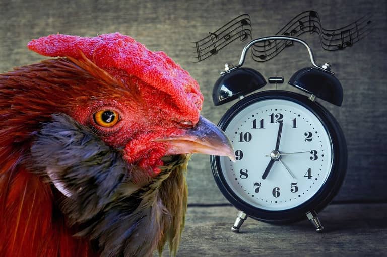 kohout hlaseni alert čas time clock hodiny