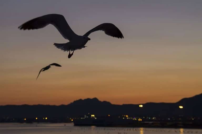 ptak ptaci bird vecer kryptomagazin