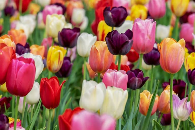 tulipány
