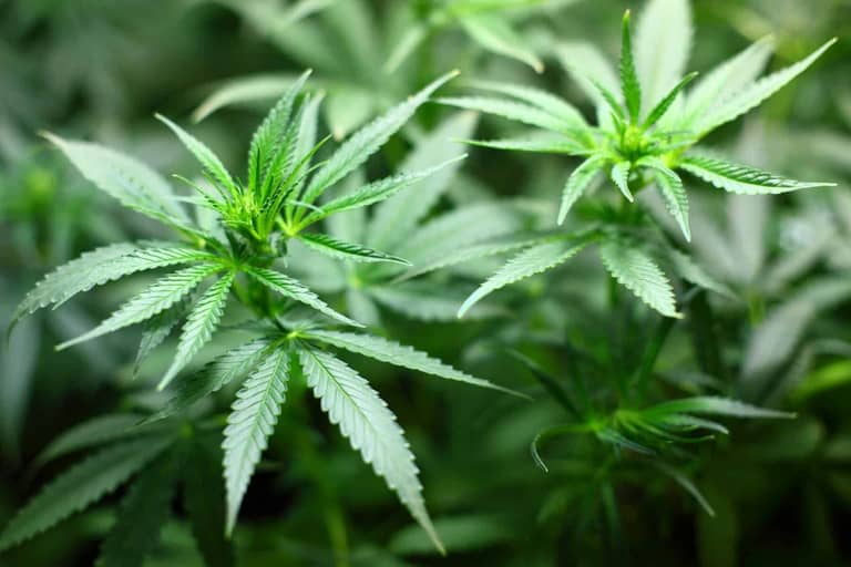 marihuana, konopí tráva