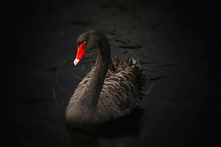 černa labut black swann coinbase nassim taleb