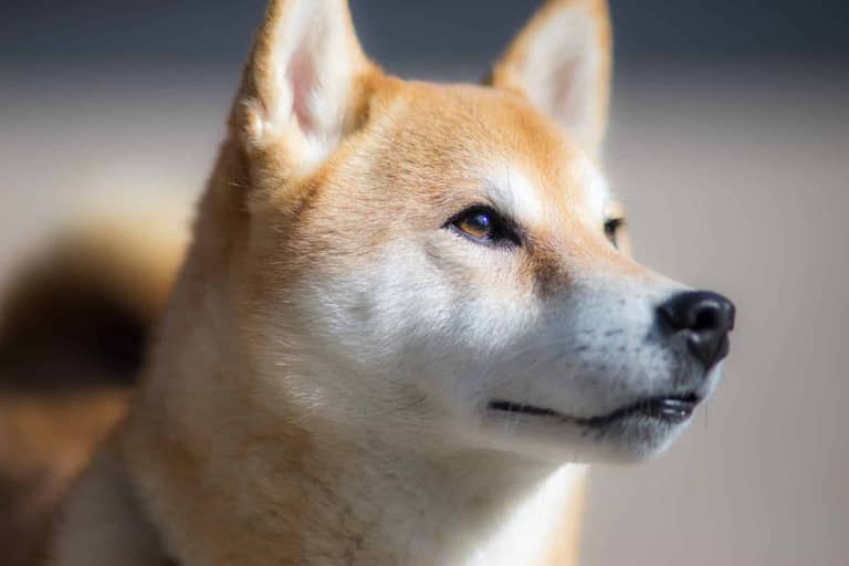 shiba inu dogecoin shib
