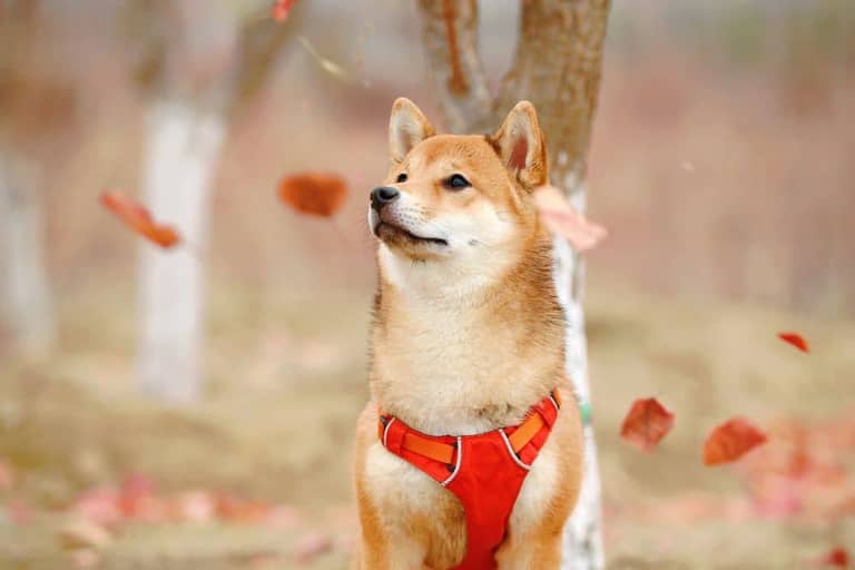 shiba inu pes podzim