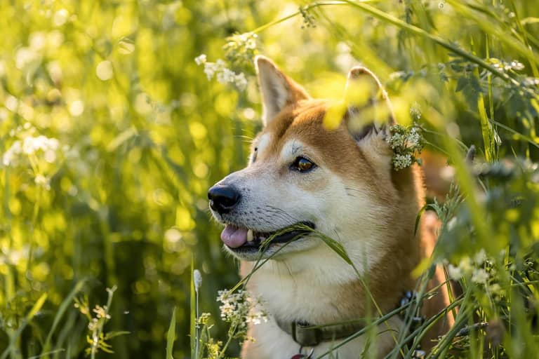 Komunita SHIB Army v listopadu spálila asi 2 miliardy tokenů