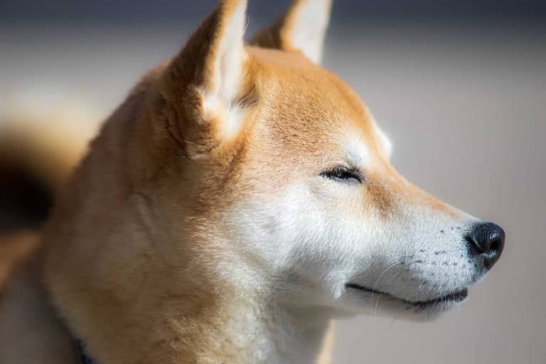 Shiba Inu se v březnu vrací s masivním 30% nárůstem, transakce velryb vzrostly o 349 %