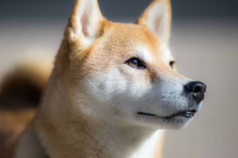 Shiba Inu je připravena k zotavení, ekosystém zvažuje zavedení stablecoinu do koncem roku