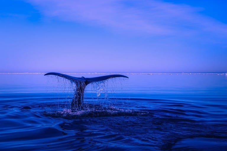 Populace bitcoinových velryb roste, ale nebohatne