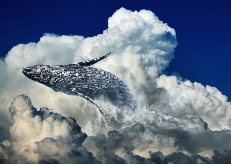 whale, velryba