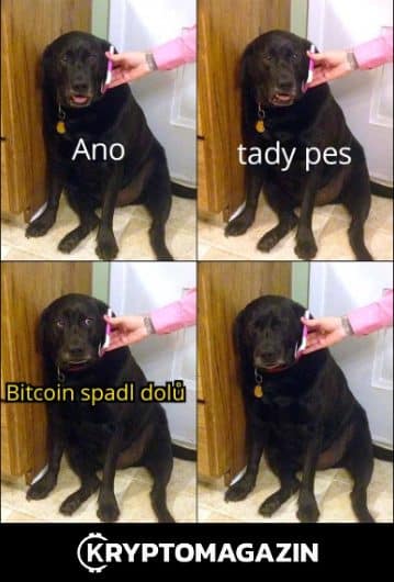 doggo, kryptoměny, bitcoin