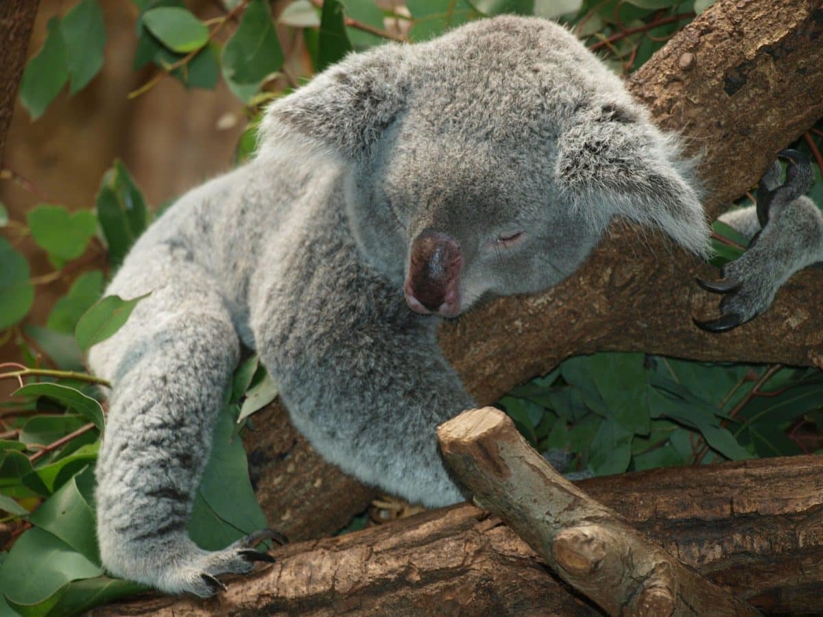 Austrálie