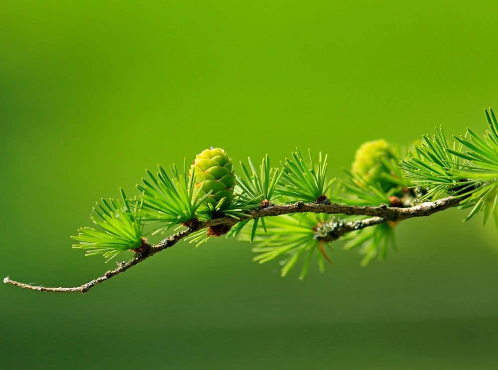 green zelena optimisus