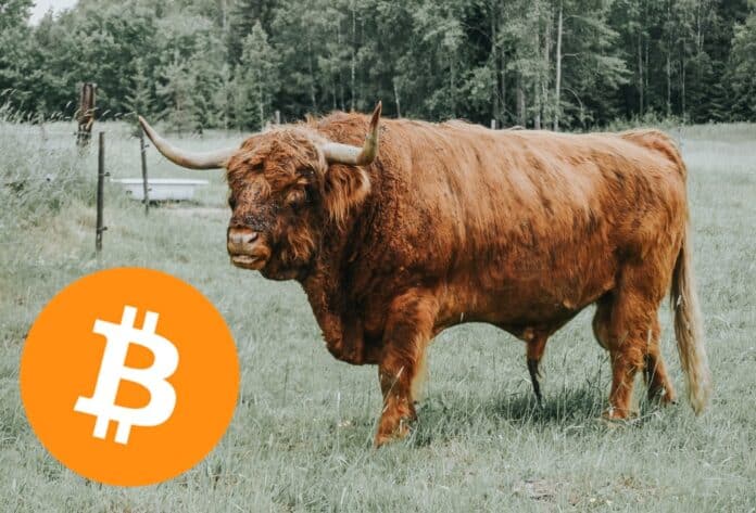 býk, Bitcoin, logo btc