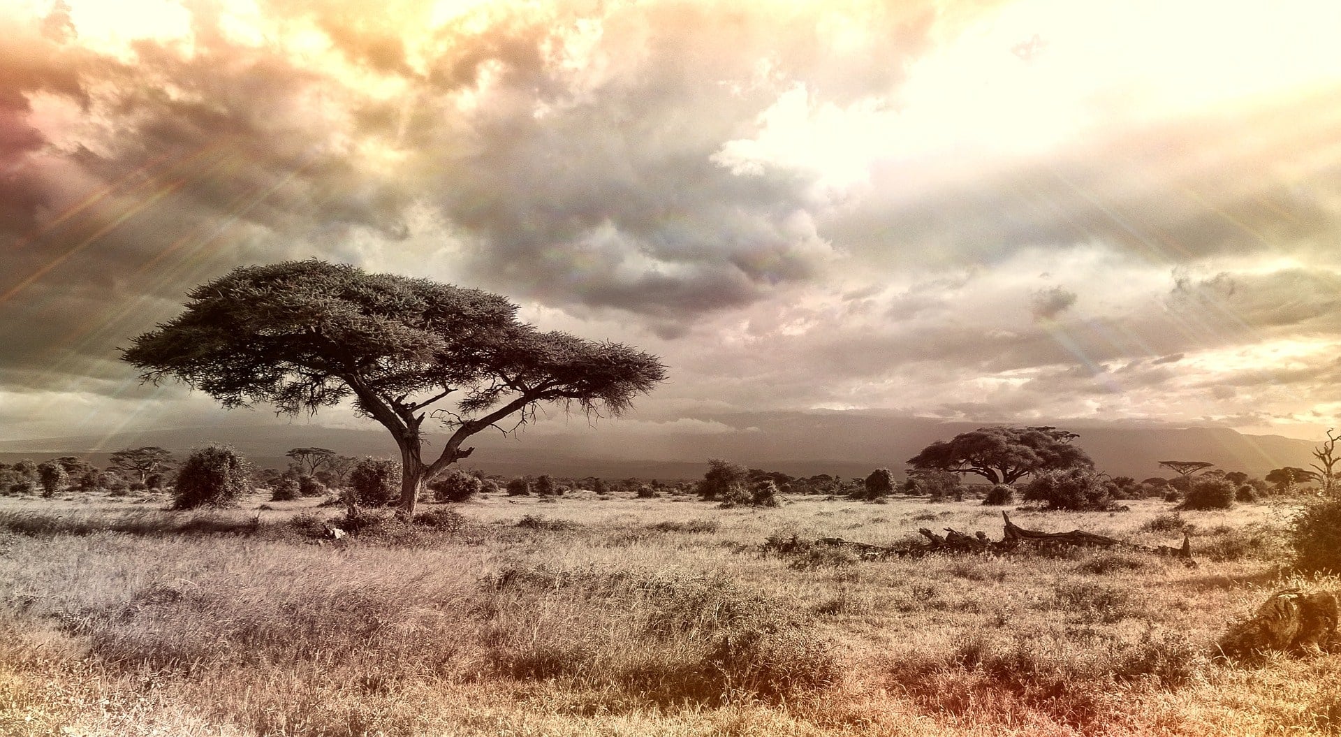 krajina, strom, čína afrika