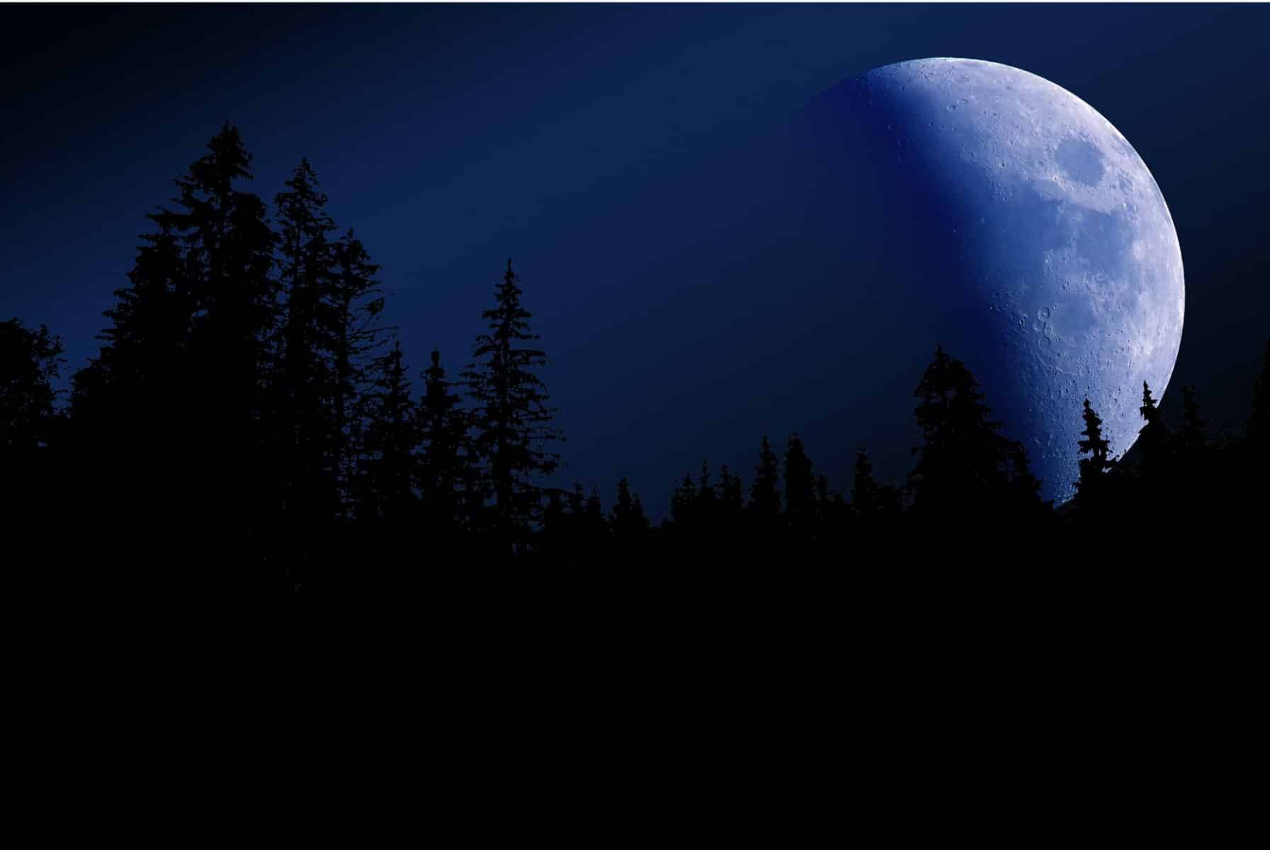 Лес небо Луна