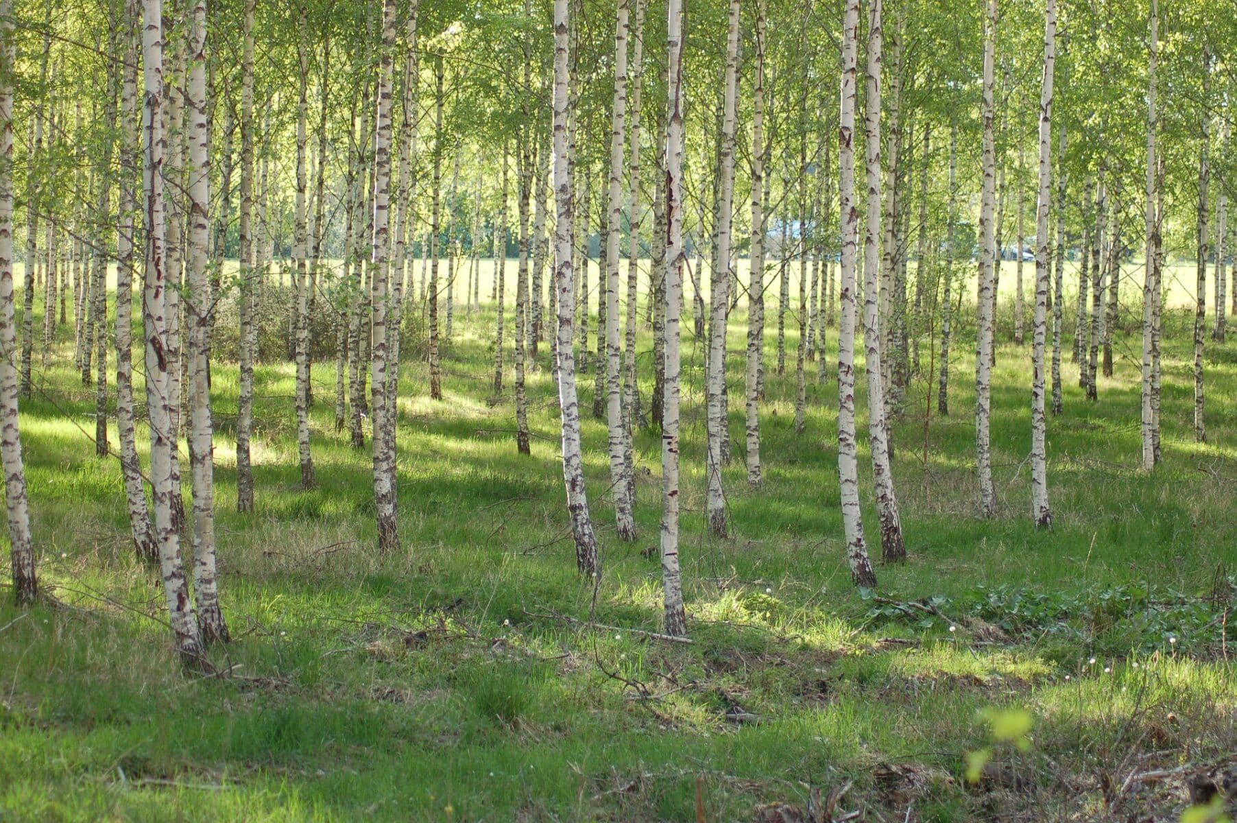 10 берез. березники город белых берез. березовая аллея 25. смешанный лес ель береза. береза крупнолистная.