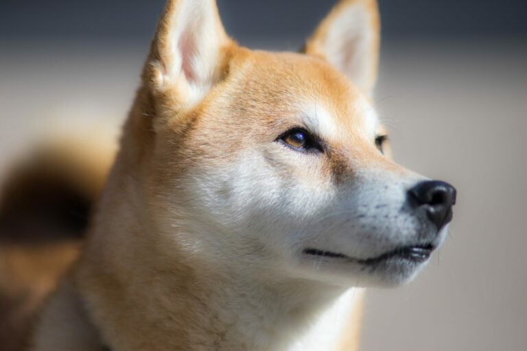Shiba Inu a Dogecoin: nejhledanější kryptoměny na Google