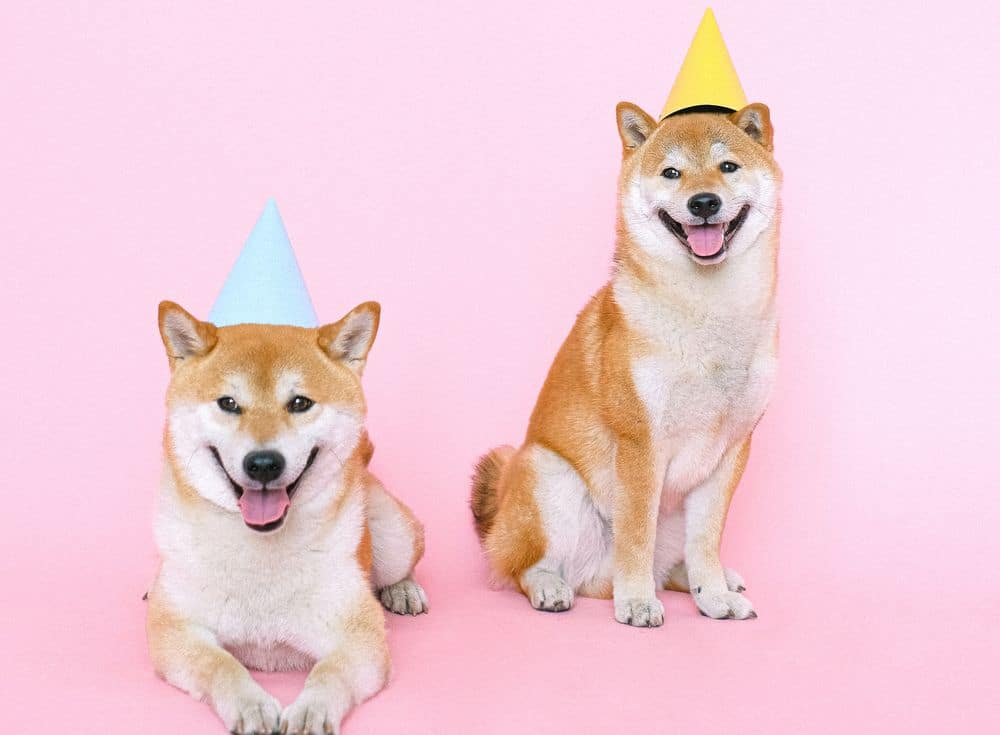 shiba inu